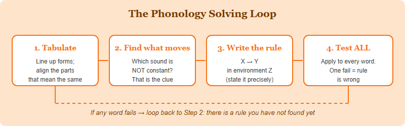Four-step phonology solving loop: tabulate the data, find the alternating sound, write the rule as X becomes Y in environment Z, then test against every word and loop back if any word fails